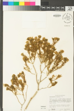 Peucephyllum schottii image