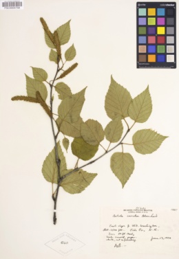Image of Betula caerulea
