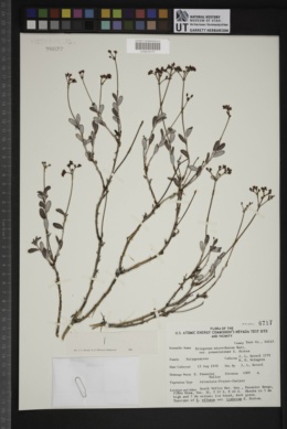 Eriogonum microtheca var. panamintense image