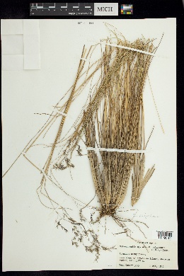 Calamagrostis orizabae image