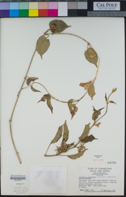 Image of Marsdenia macrantha