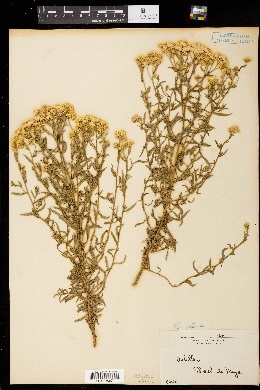 Achillea ptarmica image