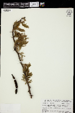 Image of Vachellia guanacastensis