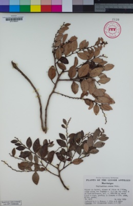 Image of Phyllanthus ovatus
