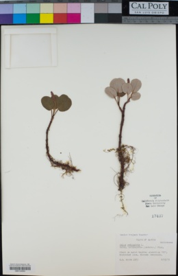 Salix reticulata subsp. orbicularis image
