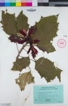 Image of Euphorbia pulcherrima