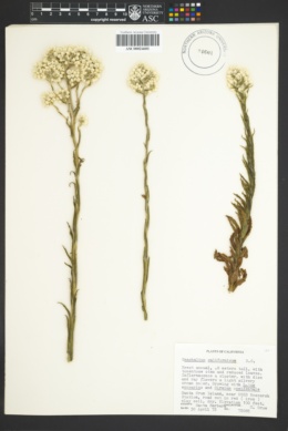 Image of Pseudognaphalium californicum