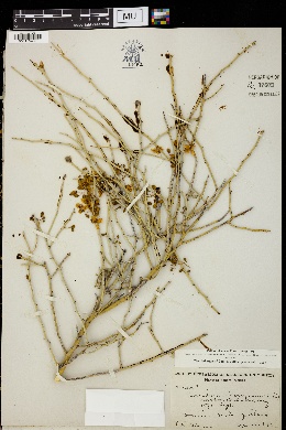 Cercidium floridum subsp. floridum image