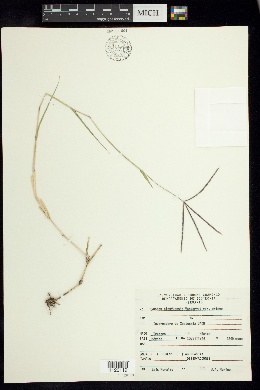 Cynodon nlemfuensis image