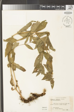 Erythranthe lewisii image