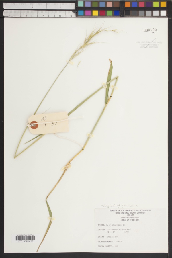 Roegneria glaucissima image