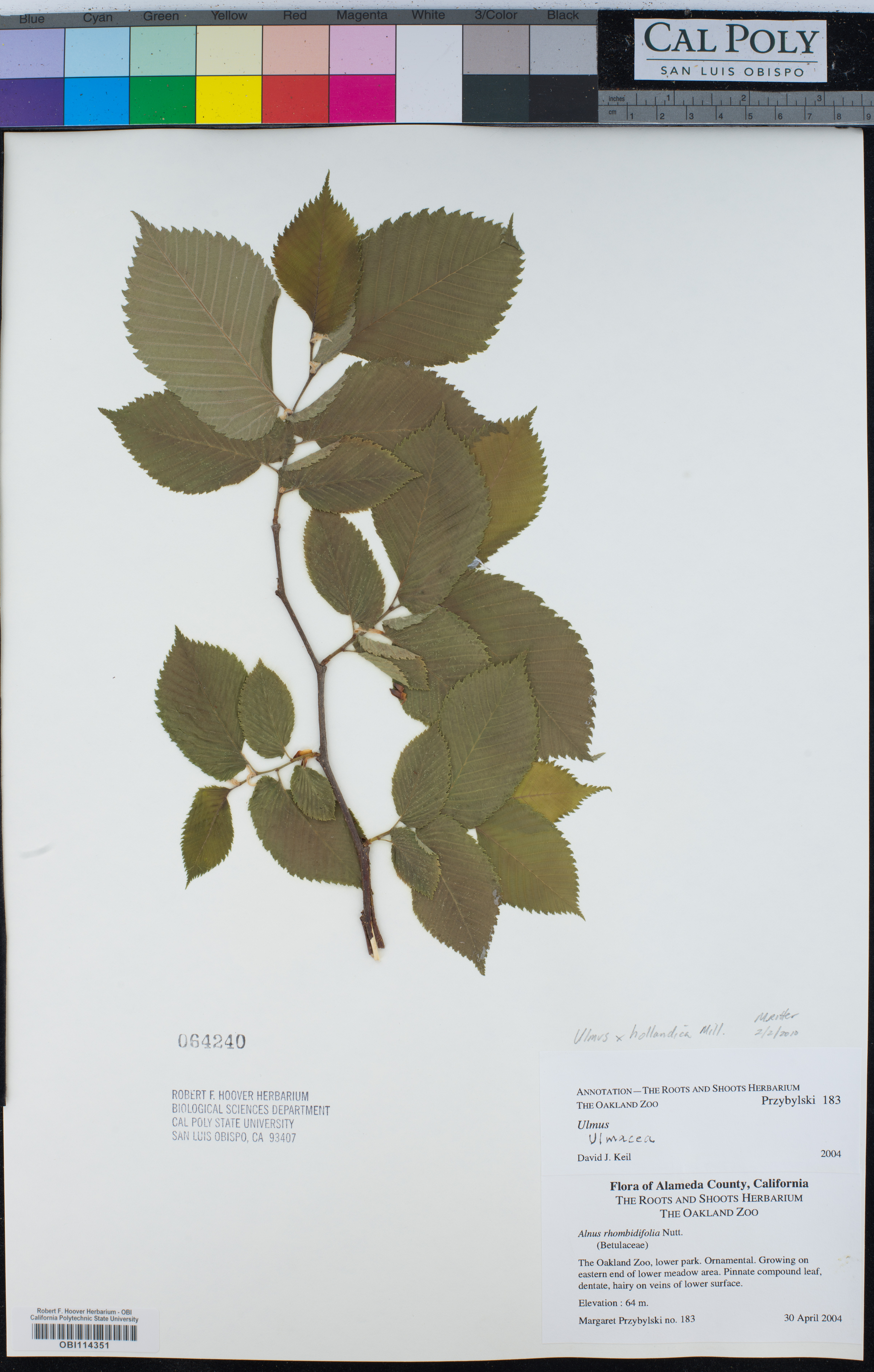 Image of Ulmus × hollandica