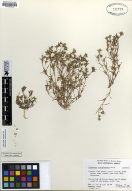 Linanthus viscainensis image