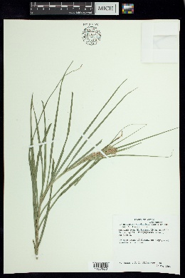 Rhynchospora tuerckheimii image