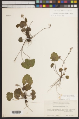 Wulfenia rotundifolia image