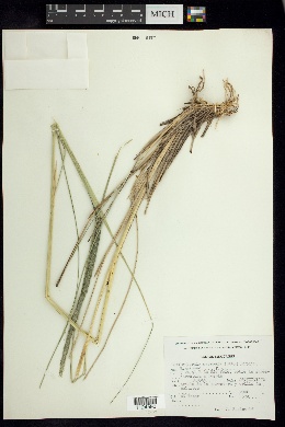 Muhlenbergia macroura image