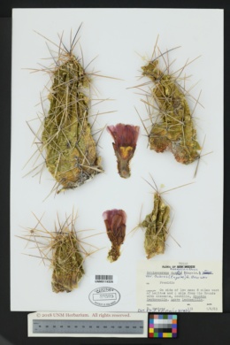 Echinocereus dubius image