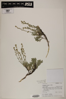 Artemisia arbuscula var. longiloba image