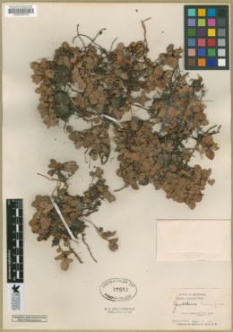 Gaultheria humifusa image