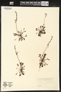 Drosera intermedia var. americana image