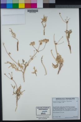 Lomatium nevadense image