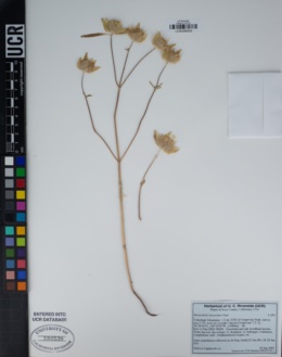 Image of Monardella lanceolata