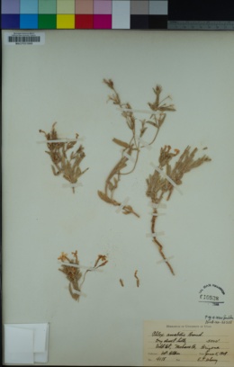 Phlox amabilis image
