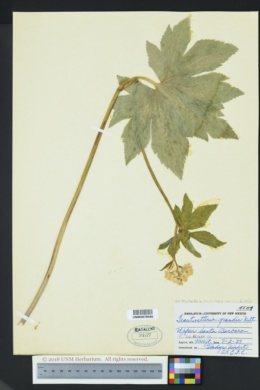 Trautvetteria caroliniensis var. occidentalis image