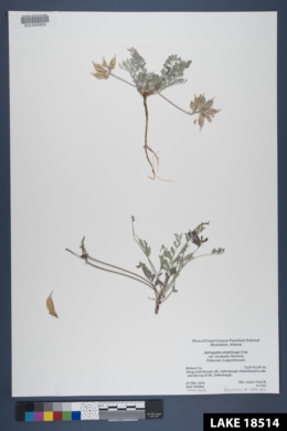 Astragalus amphioxys var. modestus image