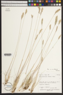 Poa x nematophylla image