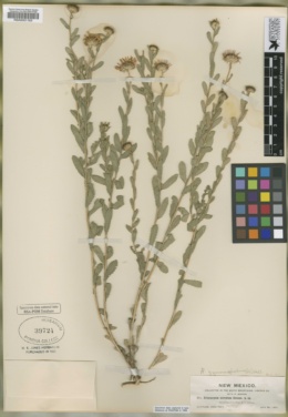 Eriocarpum serratum image