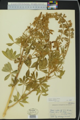 Lupinus bakeri subsp. bakeri image