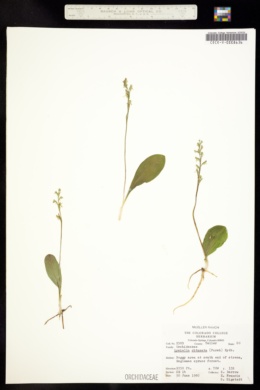 Lysiella obtusata image