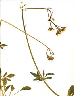Valeriana californica image