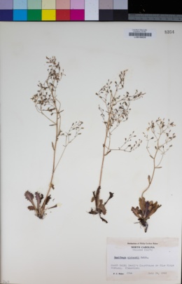 Image of Micranthes petiolaris