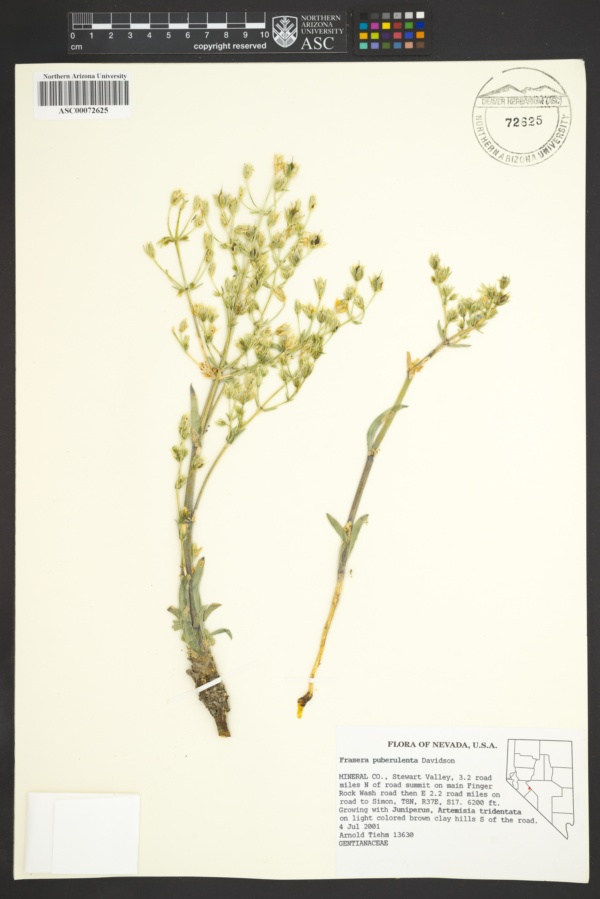 Swertia puberulenta image