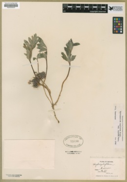 Hydrophyllum capitatum var. alpinum image