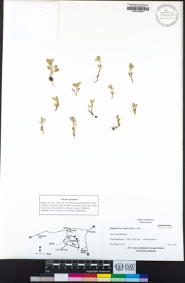 Nemophila spatulata image
