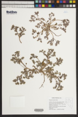 Phacelia monoensis image