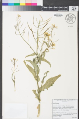 Image of Brassica rapa