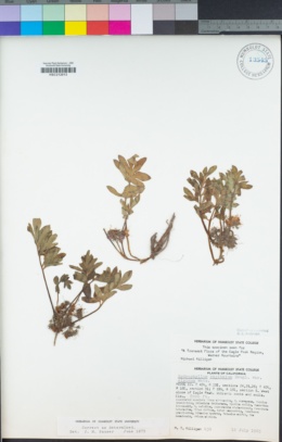 Hydrophyllum alpestre image