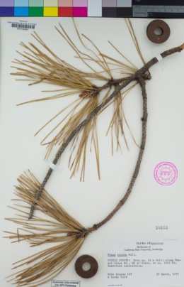 Image of Pinus rigida