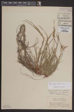 Image of Carex lucorum