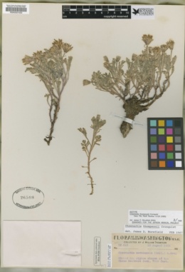 Chaenactis thompsonii image