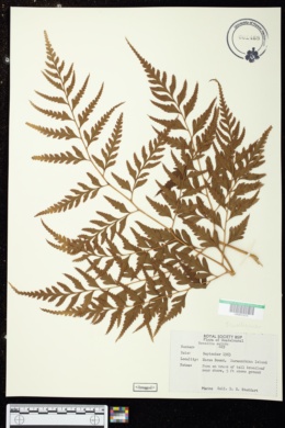 Davallia sinensis image