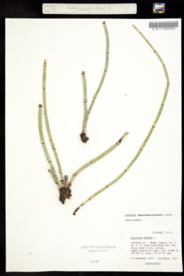 Equisetum hyemale subsp. hyemale image