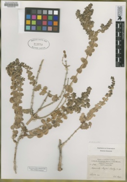 Image of Asperula tournefortii