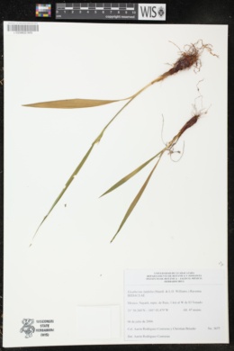 Image of Eleutherine latifolia