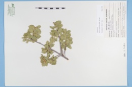 Quercus × pauciloba image