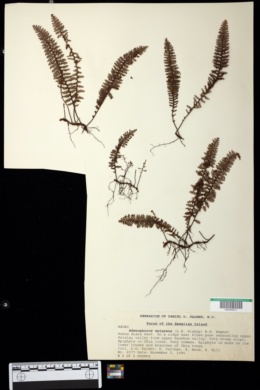 Adenophorus epigaeus image